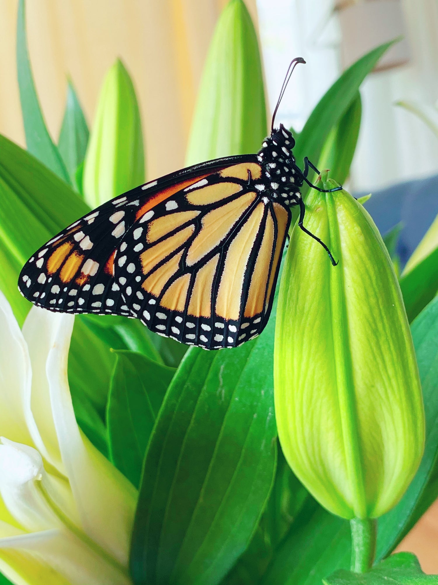 Beautiful Monarch Butterfly on a flower