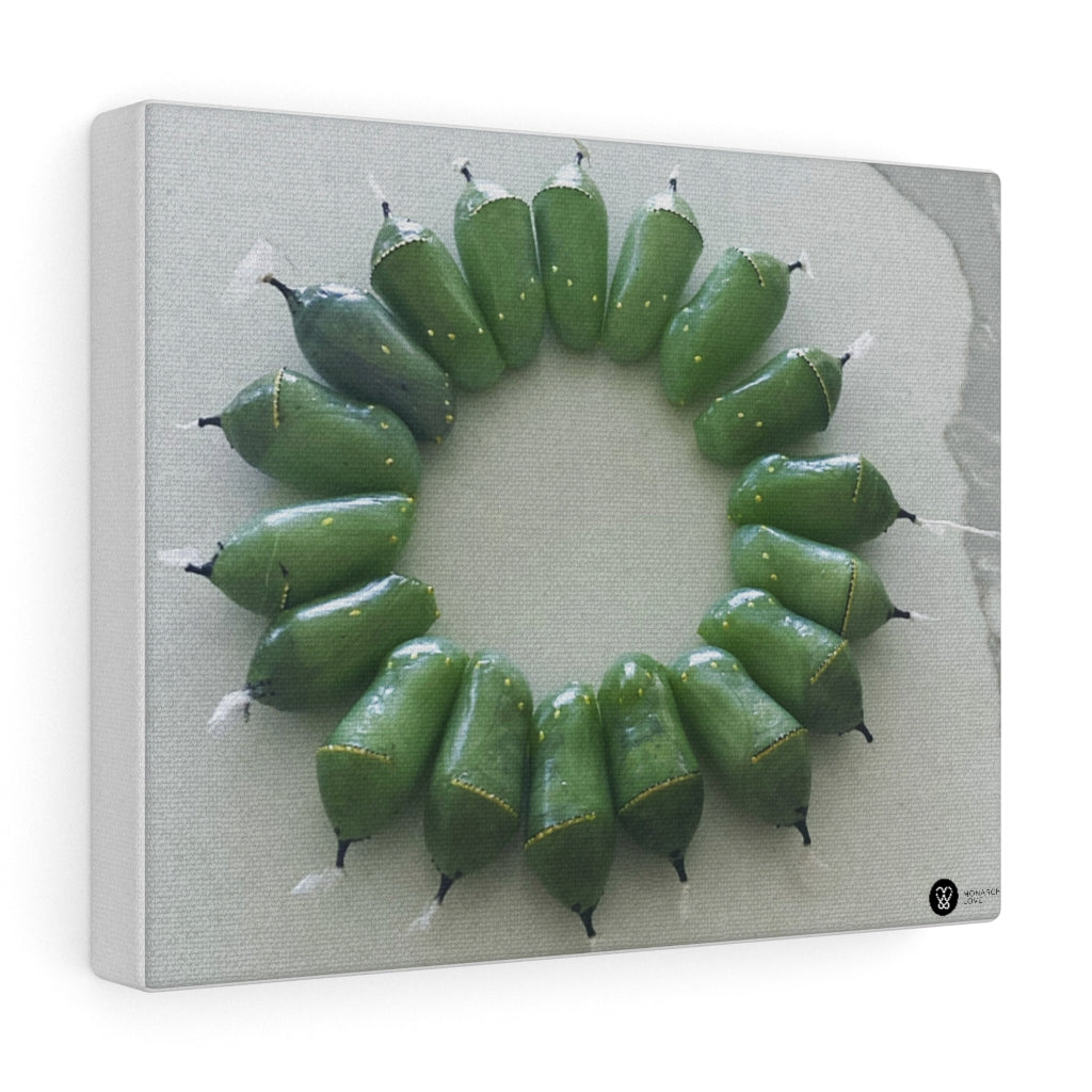 Monarch Love - Circle of Chrysalises - Canvas Gallery Wraps