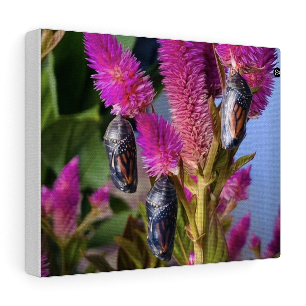 Monarch Love - The Triplets - Canvas Gallery Wrap