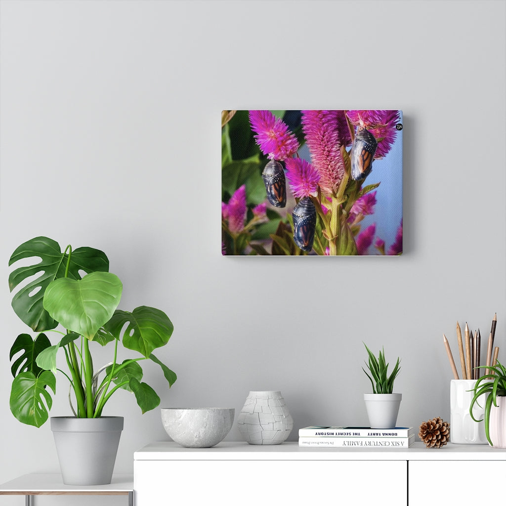 Monarch Love - The Triplets - Canvas Gallery Wrap